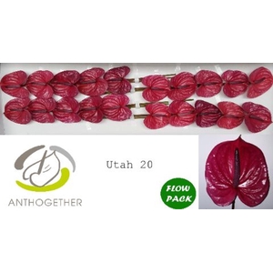 Anthurium andr. 'Utah'