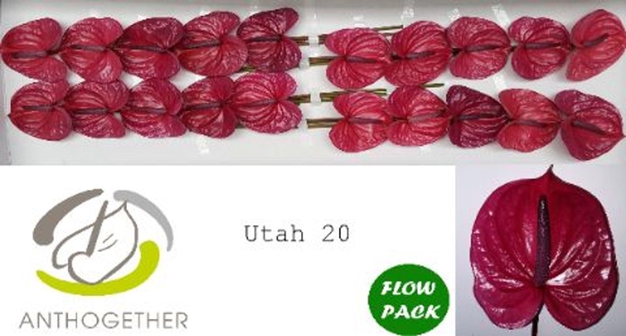 <h4>Anthurium andr. 'Utah'</h4>