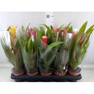 Guzmania   ...mix