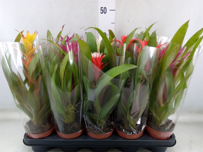 <h4>Guzmania   ...mix</h4>