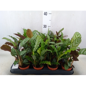Calathea   ...mix