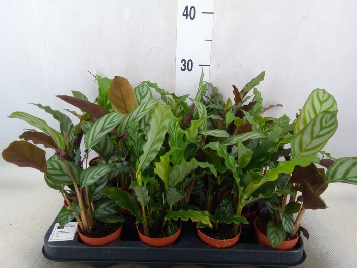 <h4>Calathea   ...mix</h4>