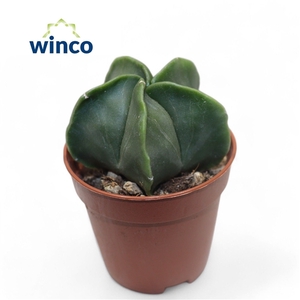 Astrophytum Nudim