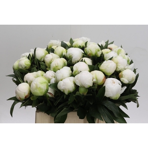 Paeonia Madame Claude Tain