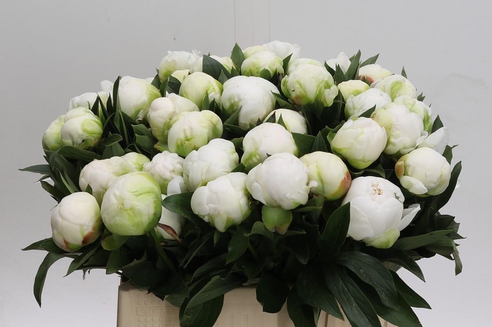 <h4>Paeonia Madame Claude Tain</h4>