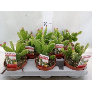 Opuntia