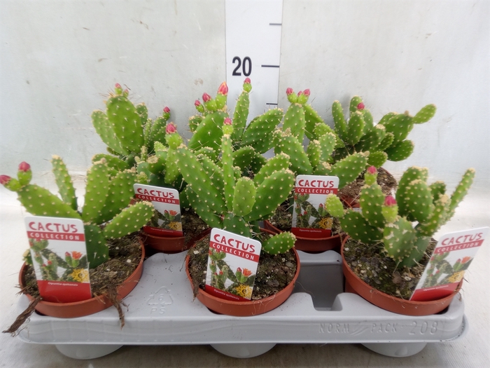 <h4>Opuntia</h4>