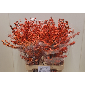 ILEX VE OUDIJ ORANGE