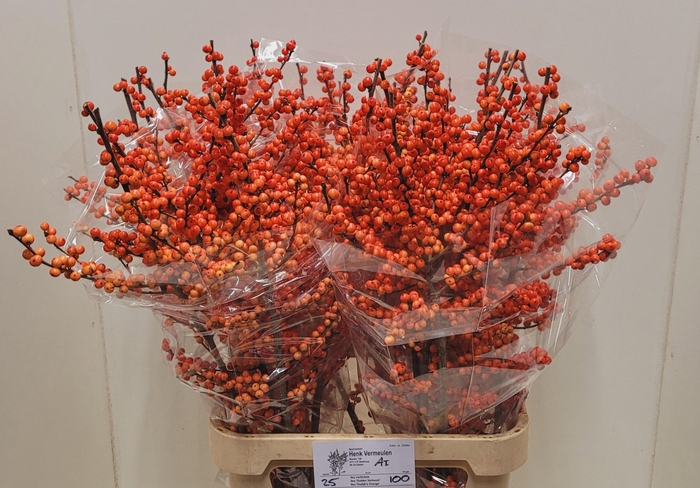 <h4>ILEX VE OUDIJ ORANGE</h4>