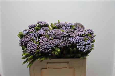 <h4>Kaaps Brunia Albiflora M Lavender</h4>