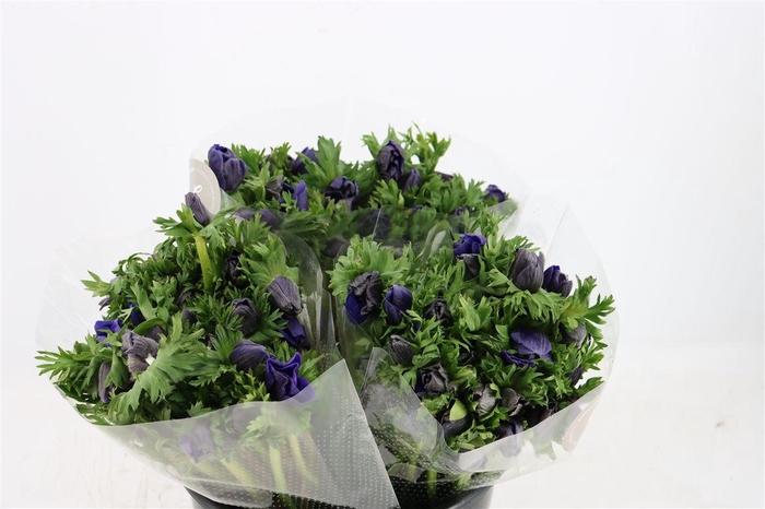 <h4>Anem Marianne Blue</h4>