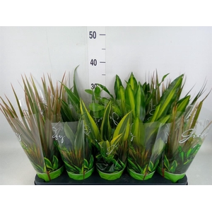 Planten Groen   ...mix  6