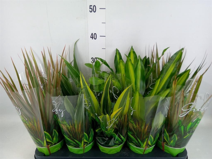 <h4>Planten Groen   ...mix  6</h4>