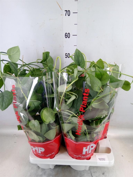 <h4>Scindapsus   ...</h4>