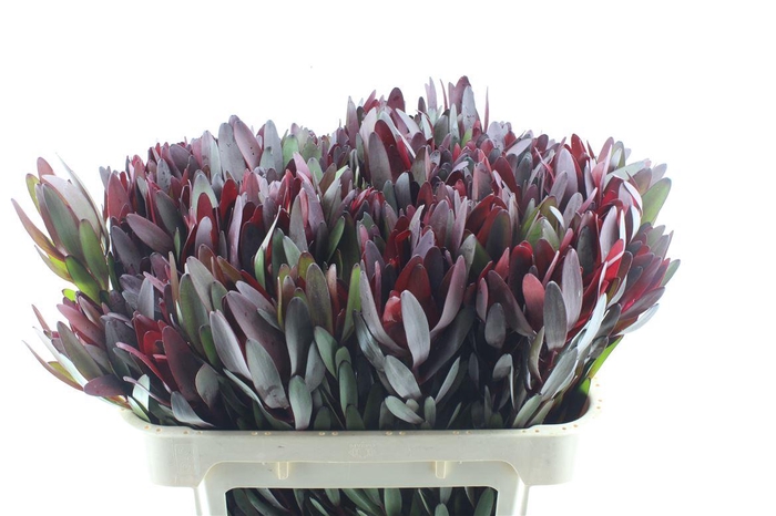 <h4>Leucad Saf Sunset</h4>