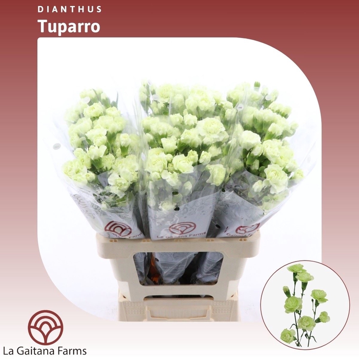<h4>Dianthus tr Caesar</h4>