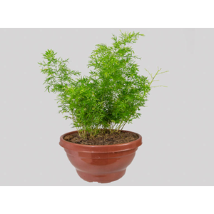 ASPARGO DENSIFLORUS CWEBE C24