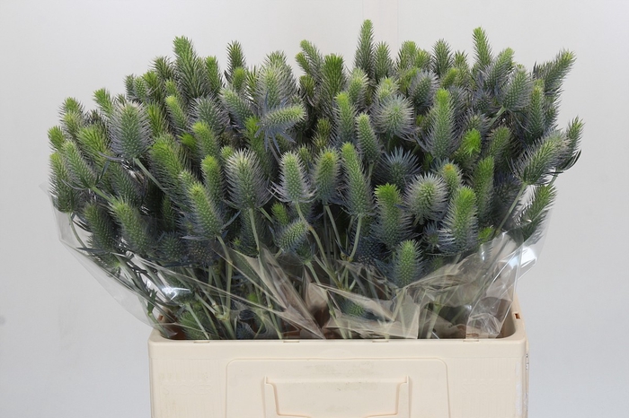 Eryngium Electric Dynamite