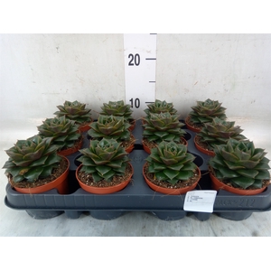 Echeveria purpusorum