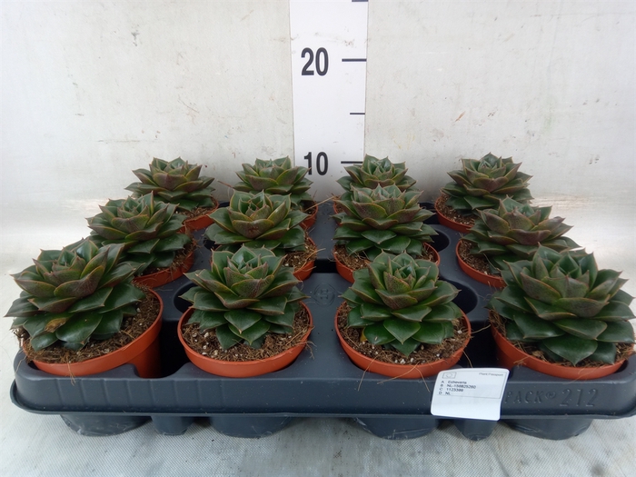 <h4>Echeveria purpusorum</h4>