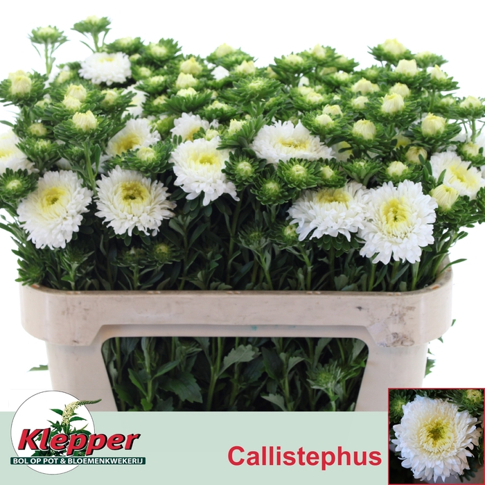 <h4>CALLIS AZUMI XL WHIT</h4>