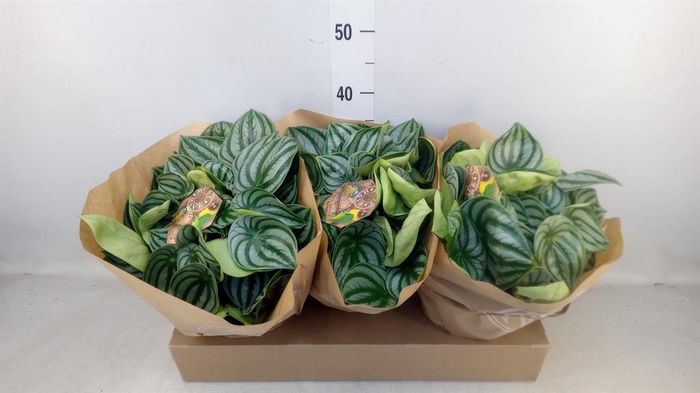 <h4>Peperomia argyreia</h4>
