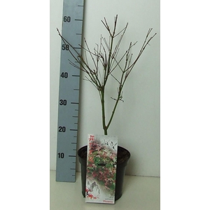 Acer palmatum 'Phoenix' P19 Full CC
