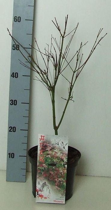 <h4>Acer palmatum 'Phoenix' P19 Full CC</h4>