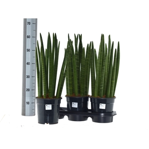 SANSEV CYLINDRICA OV