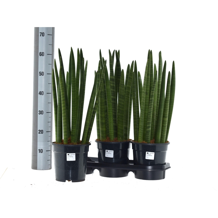 <h4>SANSEV CYLINDRICA OV</h4>