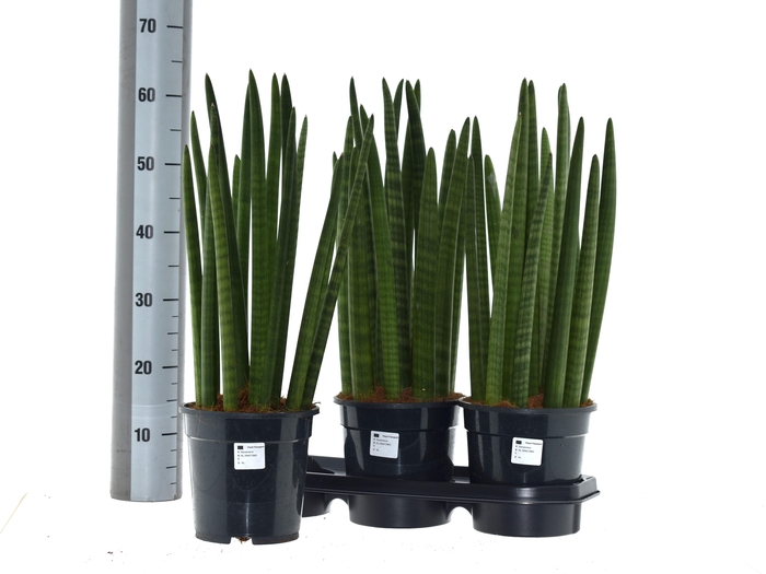 <h4>SANSEV CYLINDRICA OV</h4>