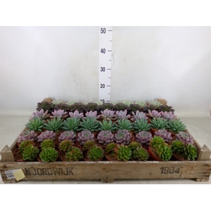 Echeveria   ...