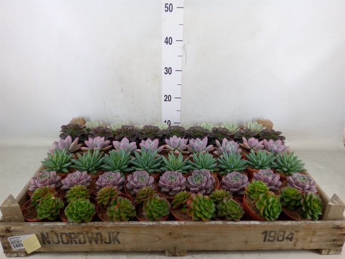 <h4>Echeveria   ...</h4>