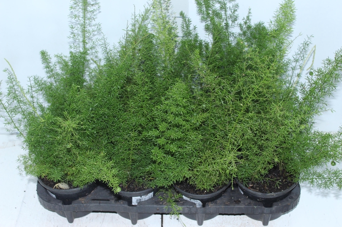 <h4>ASPARGO REAL P15</h4>