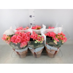 Begonia elat. HL 'Adonia Pink'