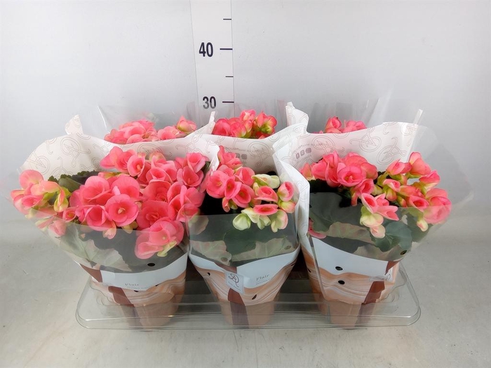 <h4>Begonia elat. HL 'Adonia Pink'</h4>
