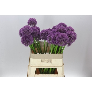 Allium Big Balls