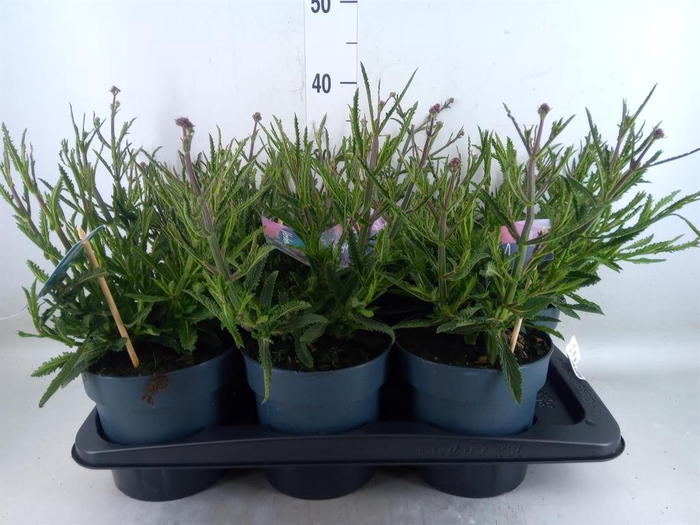 <h4>Verbena bonariensis</h4>