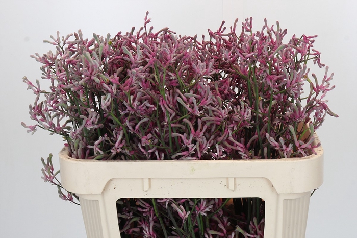 Anigozanthos Pink Joey