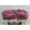 Ozothamnus Booming Pink