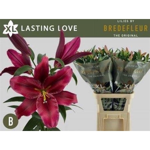 LI OT LASTING LOVE 4