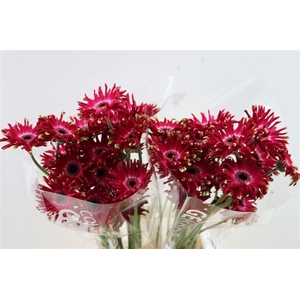 Ge Kv Pastini Vicenza