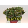 Kaaps Groen Cone Mix Large