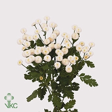 <h4>Tana Pa Baya White</h4>