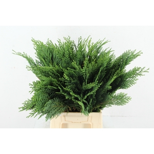 CONIFEER GREEN PER BUNCH