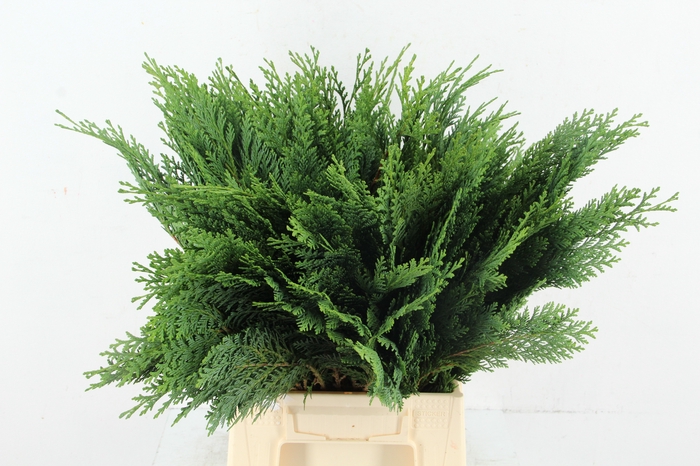 <h4>CONIFEER GREEN PER BUNCH</h4>