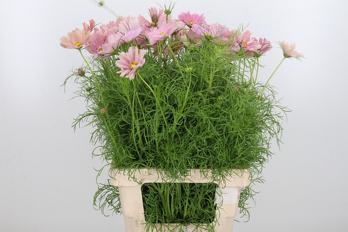 <h4>Cosmos Bipinnatus Salmon</h4>
