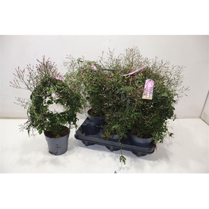 arr8 Jasm Polyanthum Rz