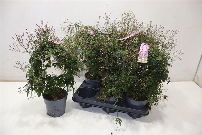 <h4>arr8 Jasm Polyanthum Rz</h4>