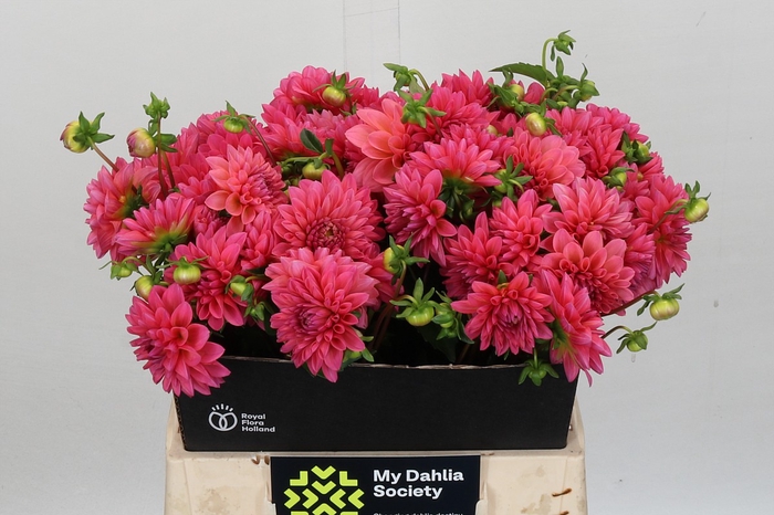 <h4>Dahlia Doris Duke</h4>